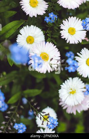 Belle margherite bianche nel giardino. Fiori di camomilla Foto Stock