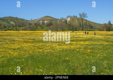 Carrizo Plain, California, USA - 10 aprile 2023. Fiore di Wildflower super. Campo di fiori gialli al Carrizo Plain National Monument, California Foto Stock