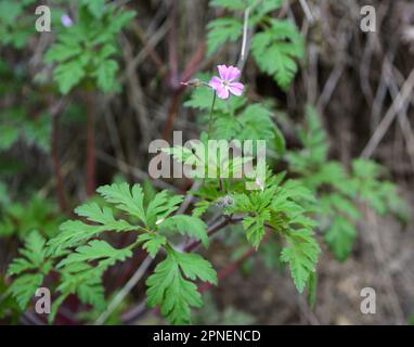 Geranio (Geranio robertianum) cresce in natura Foto Stock