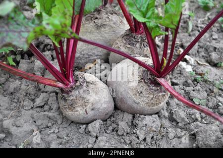 La barbabietola rossa cresce in terreno organico aperto Foto Stock