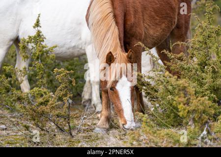 Cavallo nativo estone (estone Klepper) a piedi nel prato costiero. Primavera sull'isola. Foto Stock