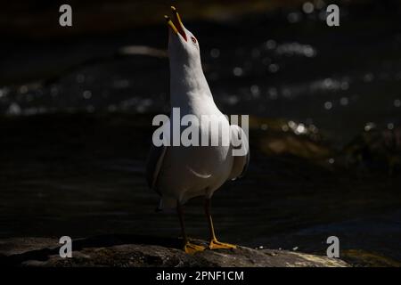 Un gabbiano con fattura ad anello che chiama. Foto Stock