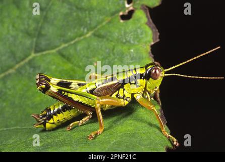 Green Mountain Grasshopper, locusta alpina (Miramella alpina, Podisma alpina, Kisella alpina), seduta su una foglia, vista laterale, Germania Foto Stock