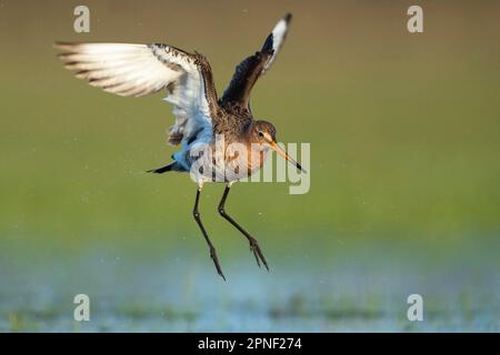 godwit dalla coda nera (Limosa limosa), atterrando in una palude, vista laterale, Germania, bassa Sassonia Foto Stock
