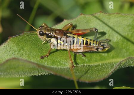 Green Mountain Grasshopper, locusta alpina (Miramella alpina, Podisma alpina, Kisella alpina), seduta su una foglia, vista laterale, Germania Foto Stock