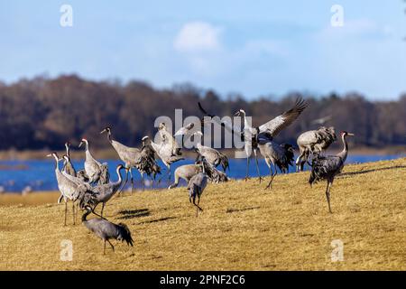 Gru comune, gru eurasiatica (Grus grus), truppa sul bordo dell'acqua, Svezia, lago Hornborga Foto Stock