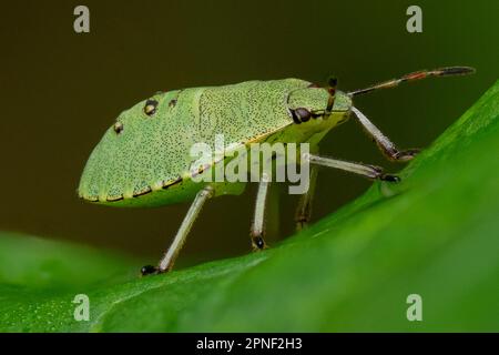 Bug scudo verde, comune bug scudo verde (Palomena prasina), su una foglia, vista laterale, Germania, Baviera Foto Stock