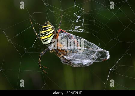 Argiope nero e giallo, ragno da giardino nero e giallo (Argiope bruennichi), femmina con libellula come preda nel web, vista dorsale, Germania Foto Stock