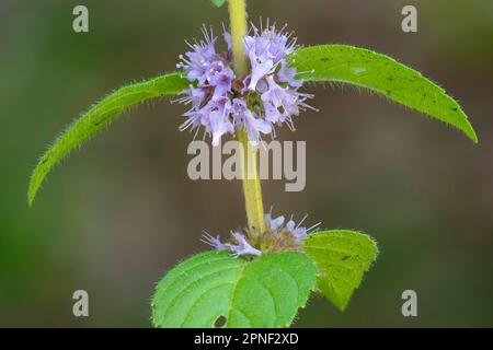 Zecca di Brook, Zecca canadese, Zecca comune, Zecca di mais, Zecca di mais europea, Zecca di campo (Mennha arvensis), orrido di fiori, Germania, Baviera Foto Stock