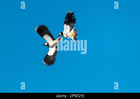 Il lapwing settentrionale (Vanellus vanellus), due lapwing in volo, vista dal basso, Germania, bassa Sassonia Foto Stock
