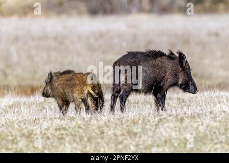 Cinghiale, maiale, cinghiale (Sus scrofa), scrofa selvatica con due zacchette in un prato asciutto, Svezia Foto Stock
