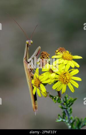 Mantis preiante europeo (Mantis religiosa), a fiore giallo, vista laterale, Germania, Baden-Wuerttemberg, Kaiserstuhl Foto Stock