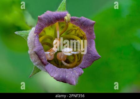 Nightshade mortale (Atropa bella-donna, Atropa belladonna), fiore, Germania, Baviera Foto Stock