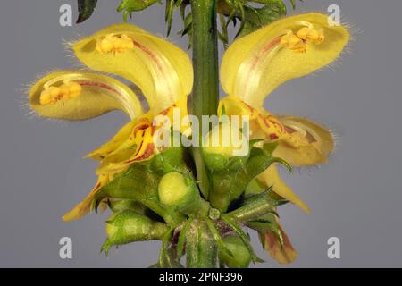 Ortica morta gialla, arcangelo giallo, impianto di artiglieria, impianto di alluminio (Lamium galeobdolon, Galeobdolon luteum, Lamiastrum galeobdolon), fiori, Foto Stock