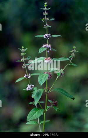 Zecca di Brook, Zecca canadese, Zecca comune, Zecca di mais, Zecca di mais europea, Zecca di campo (Mentha arvensis), fioritura, Germania, Baviera Foto Stock