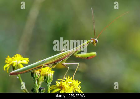 Mantis preante europeo (Mantis religiosa), su un fiore giallo, vista laterale, Germania, Baden-Wuerttemberg, Kaiserstuhl Foto Stock