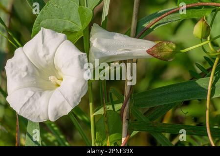 Bellbine, siepi bindweed, siepi false bindweed, Lady's-Nightcap, Rutland Beauty, piante infestanti (Calystegia sepium, Convolvulus sepium), fiori, Foto Stock