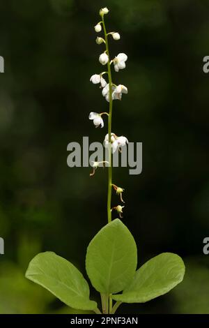 Grande wintergreen, Wintergreen a cavallo (Pyrola rotundifolia, Thelaia rotundifolia), fioritura, Italia, Alto Adige Foto Stock