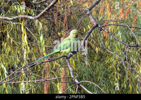 Parakeet con anello di rosa (Psittacula krameri), donna seduta in un albero nel St James's Park, vista laterale, Regno Unito, Inghilterra, S Aigua Blanca, Londra Foto Stock