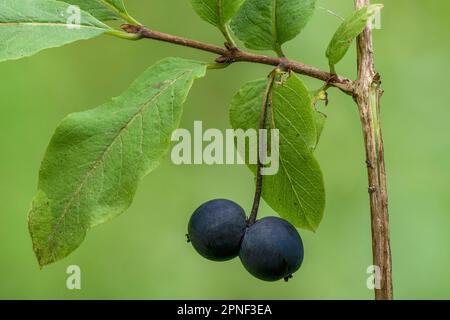 Succhietto di miele a bacca blu, succhietto di miele a bacca blu, succhietto di miele a bacca dolce (Lonicera caerulea), frutta, Germania, Baviera Foto Stock