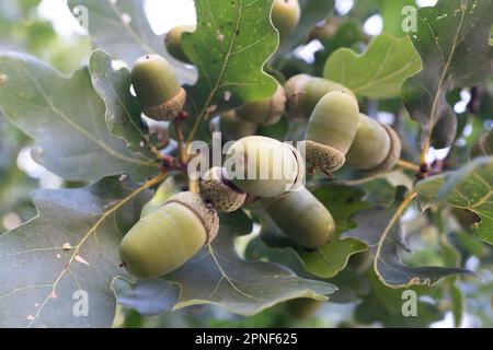 Primo piano di ghiande e foglie di quercia. Le ghiande e le foglie appartengono al genere Quercus, il nome latino delle querce. Foto Stock