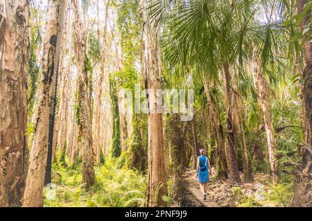 Australia, Queensland, Agnes Water, Woman Walking sul lungomare nella foresta Foto Stock