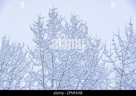 Neve fresca sui rami di alberi Foto Stock
