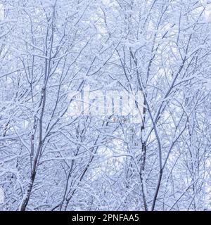 Neve fresca sui rami di alberi Foto Stock