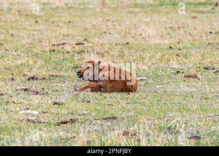 Un cane rosso nel campo di Terry Bison Ranch, Wyoming Foto Stock