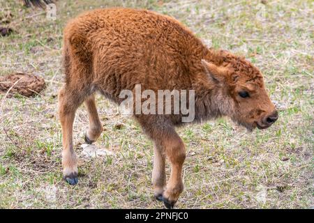 Un cane rosso nel campo di Terry Bison Ranch, Wyoming Foto Stock
