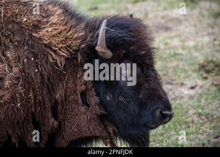 Bisonte americano nel campo di Terry Bison Ranch, Wyoming Foto Stock