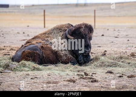 Bisonte americano nel campo di Terry Bison Ranch, Wyoming Foto Stock