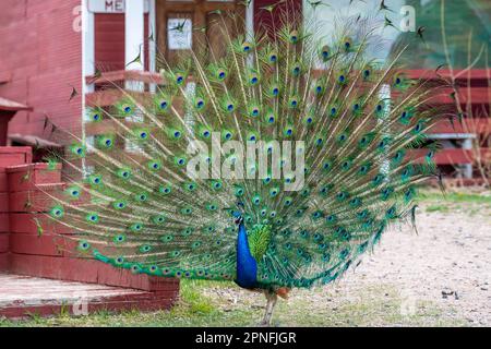 Un pavone blu e verde a Terry Bison Ranch, Wyoming Foto Stock