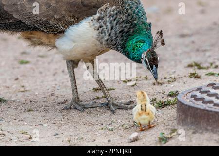 Un pavone blu e verde a Terry Bison Ranch, Wyoming Foto Stock