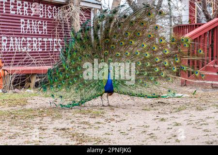 Un pavone blu e verde a Terry Bison Ranch, Wyoming Foto Stock