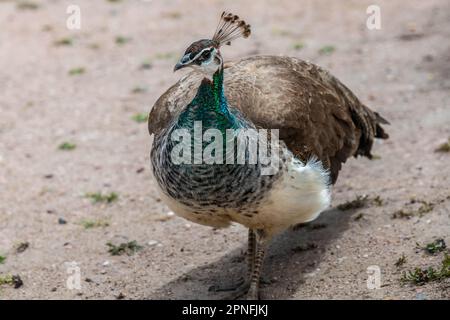 Un pavone blu e verde a Terry Bison Ranch, Wyoming Foto Stock