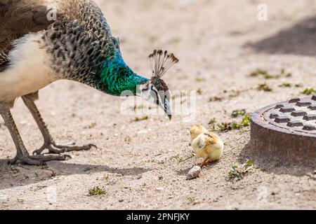 Un pavone blu e verde a Terry Bison Ranch, Wyoming Foto Stock