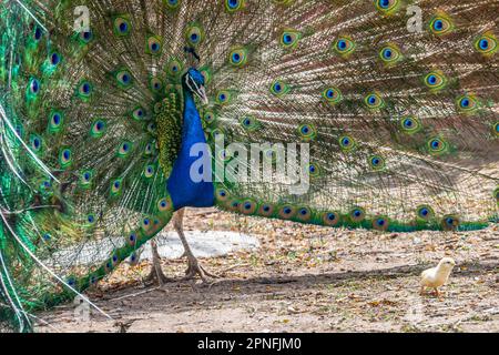 Un pavone blu e verde a Terry Bison Ranch, Wyoming Foto Stock