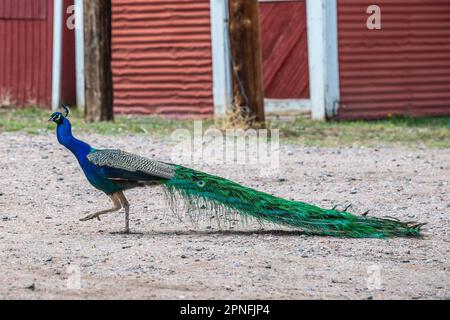 Un pavone blu e verde a Terry Bison Ranch, Wyoming Foto Stock