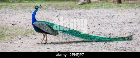 Un pavone blu e verde a Terry Bison Ranch, Wyoming Foto Stock