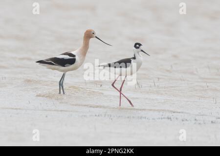 Avoceto americano, Recurvirostra americana, insieme ad un paletto a collo nero, Himantopus mexicanus, in una piscina vernale in California. Foto Stock