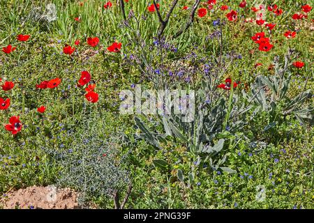 Fiori di anemone rosso selvatico fioriscono tra l'erba verde nel prato. Splendido paesaggio primaverile fiorito nella riserva del parco nazionale. Sud i Foto Stock