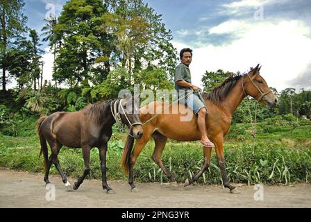 Un uomo cavalca un cavallo sportivo mentre conduce un altro cavallo sportivo su una strada rurale a Tompaso, una zona conosciuta per la sua tradizione di corse ippiche Minahasa, Sulawesi del Nord, Indonesia. Foto Stock