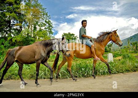 Un uomo cavalca un cavallo sportivo mentre conduce un altro cavallo sportivo su una strada rurale a Tompaso, una zona conosciuta per la sua tradizione di corse ippiche Minahasa, Sulawesi del Nord, Indonesia. Foto Stock