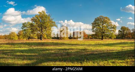 Querce solitarie nei prati dell'Elba in autunno, Dessau-Woerlitz Garden Realm, Dessau-Rosslau, Sassonia-Anhalt, Germania Foto Stock