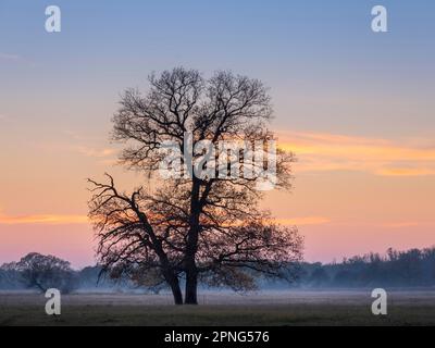 Querce solitarie nei prati dell'Elba al crepuscolo con nebbia macinata in autunno, Dessau-Woerlitzer Gartenreich, Dessau-Rosslau, Sassonia-Anhalt, Germania Foto Stock