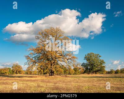 Querce solitarie nei prati dell'Elba in autunno, Dessau-Woerlitz Garden Realm, Dessau-Rosslau, Sassonia-Anhalt, Germania Foto Stock