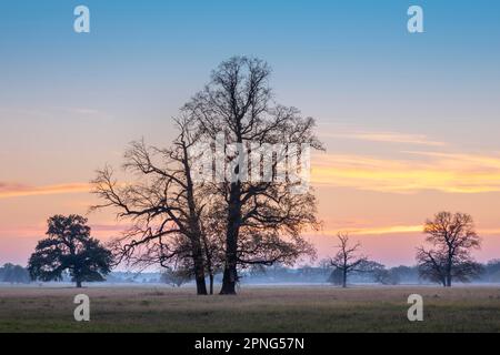 Querce solitarie nei prati dell'Elba al crepuscolo in autunno, Dessau-Woerlitzer Gartenreich, Dessau-Rosslau, Sassonia-Anhalt, Germania Foto Stock