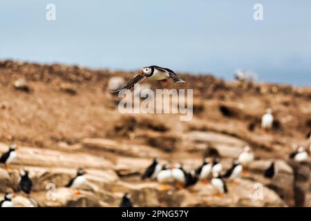 Puffin (Fratercula artica), Puffin volando sopra la scogliera degli uccelli, Staple Island, la Riserva Naturale delle Isole Farne, Isole Farne, Northumberland, Inghilterra Foto Stock