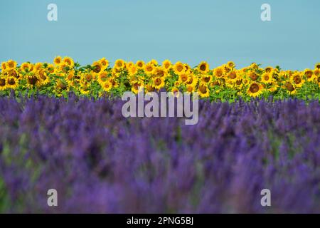 Campo di lavanda in fiore (Lavandula angustifolia) e girasoli, Plateau de Valensole, Provenza, Dipartimento Alpes-de-Haute-Provence, Regione Foto Stock